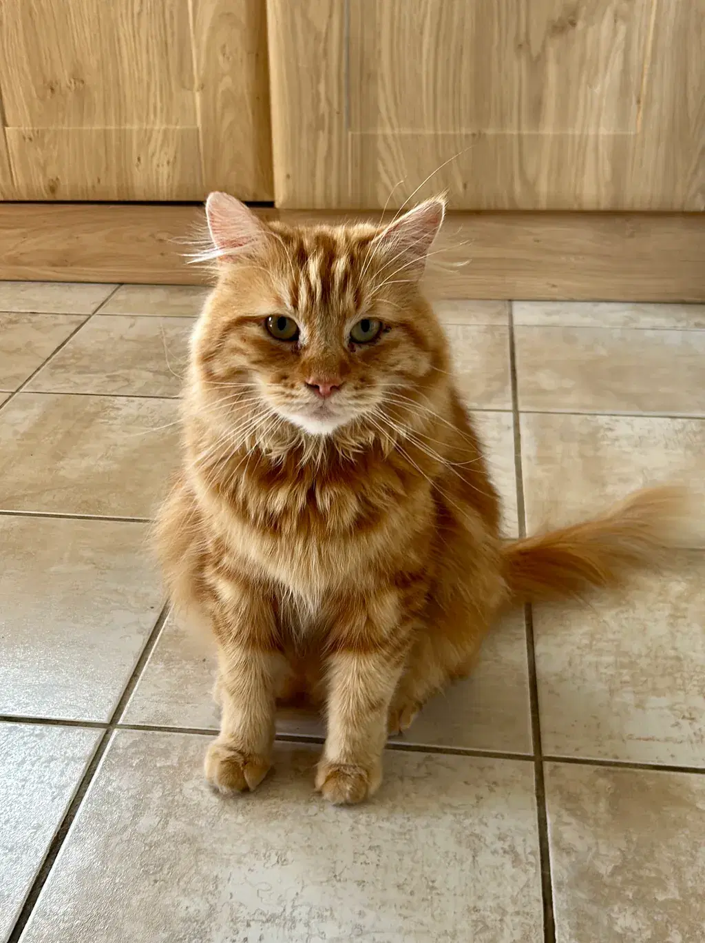 Hobbes, a fluffy ginger cat, sitting on a tiled kitchen floor.